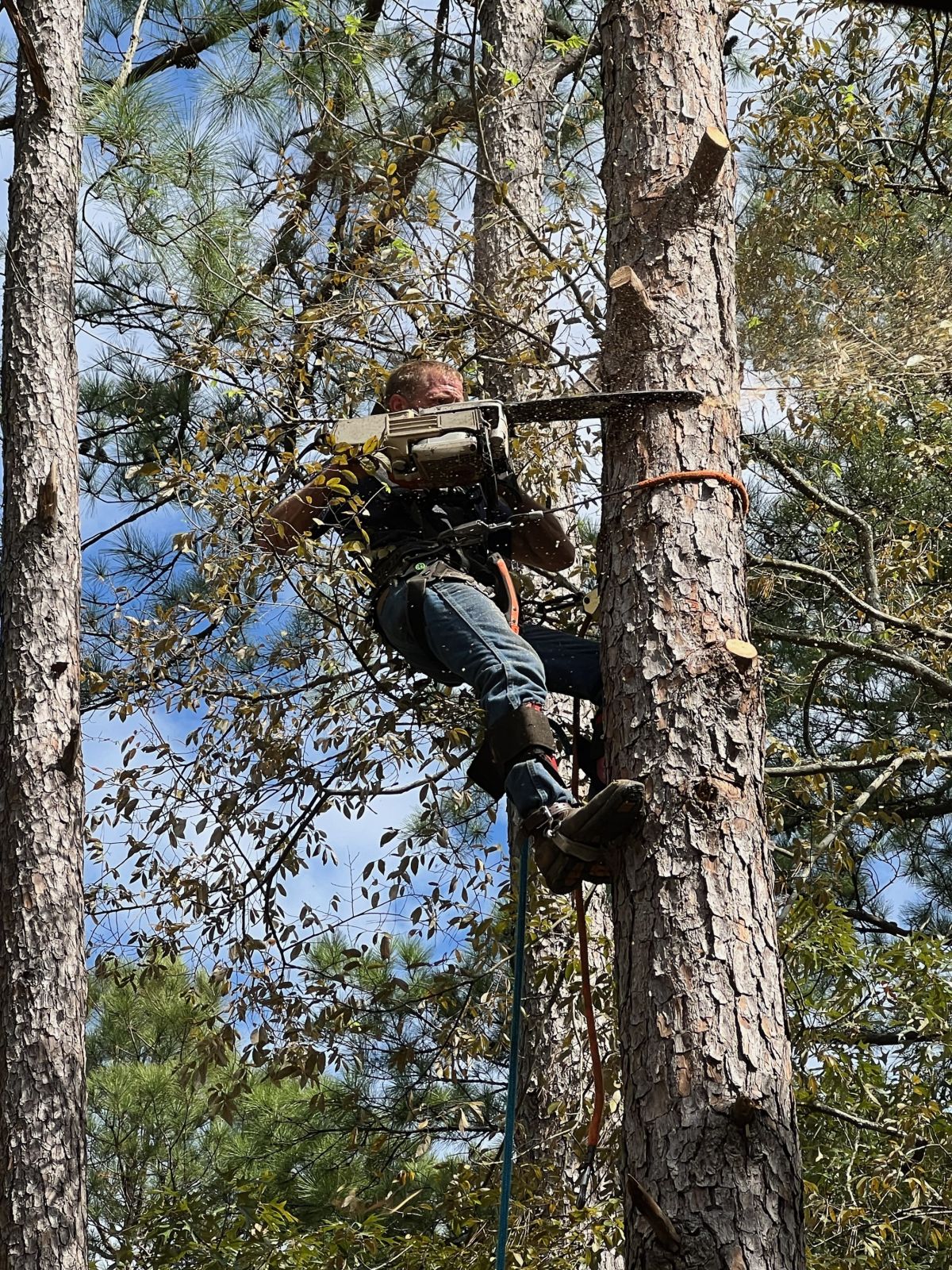 Tree Cutting - Sticks and Stones Land Management, Montgomery TX