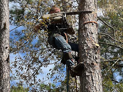 Tree Cutting - Sticks and Stones Land Management, Montgomery TX