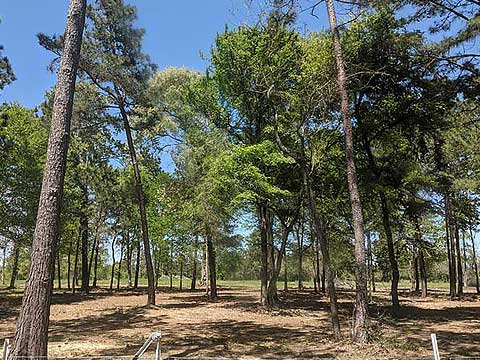 Mulching or Hydro Ax - Sticks and Stones Land Management  Montgomery, TX 